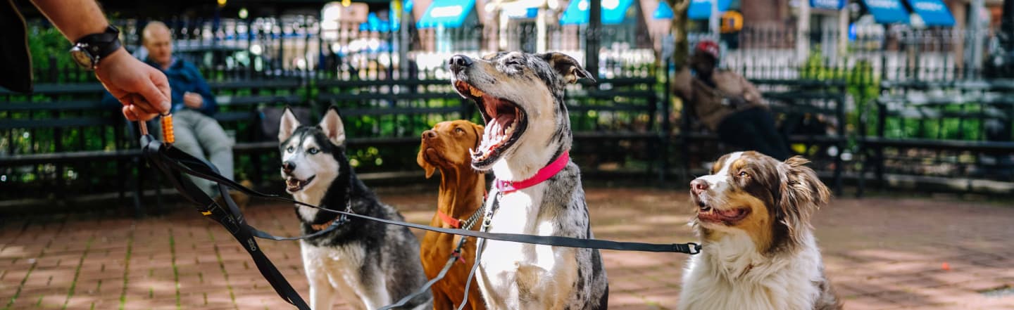 cachorros passeando