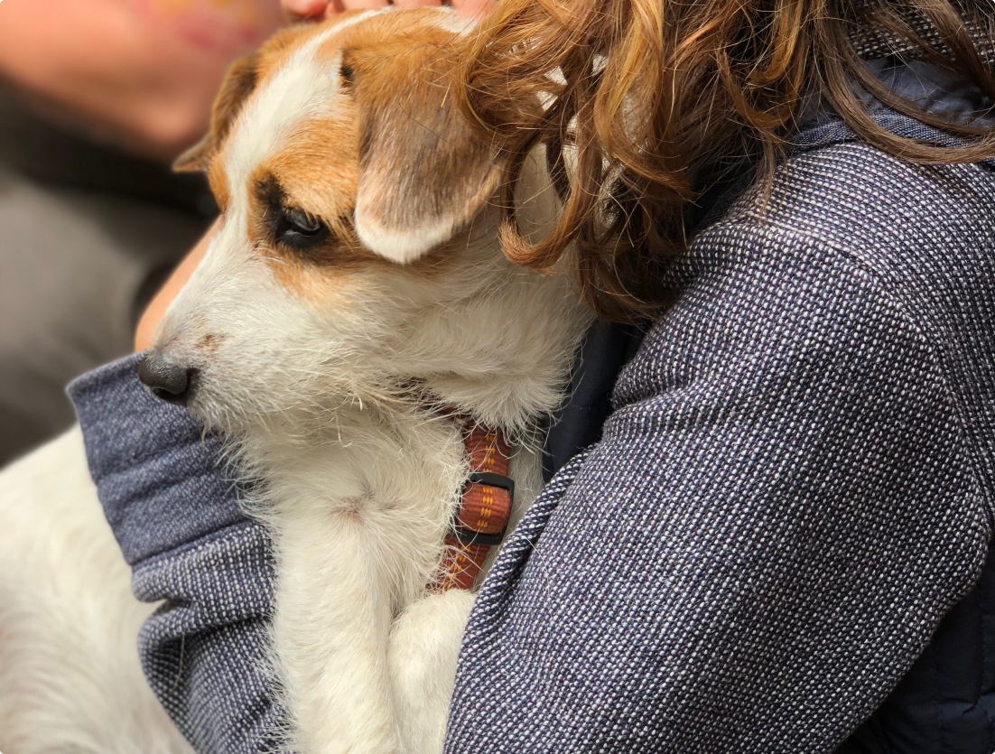 Mulher com um cachorro no colo